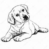 Labrador Retriever Dibujos Cachorro Perros Colorare Perro Coloring Hund Cucciolo Depositphotos Liegend Hintergrund Grauen Hintere Eines Mening Puppyhond Grijze Achter sketch template