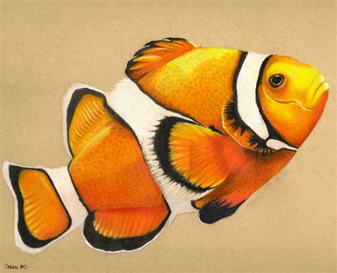 clownfish hand drawn color pencil drawing print etsy