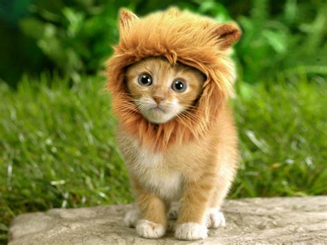 little lion cat cute cats in hats