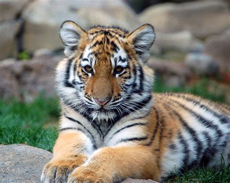 tigers animals image  fanpop page
