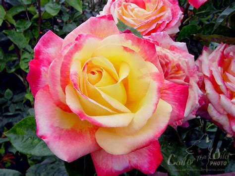 roses   seasons  beauty  hybrid tea roses