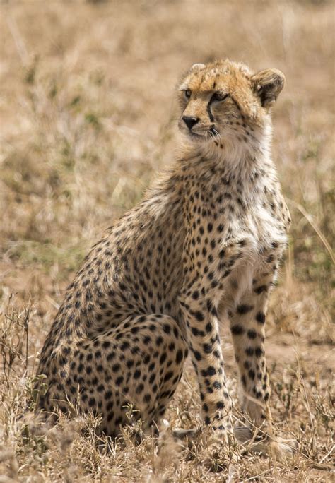 creatures alive cheetah  kinan echtay   utopian mind