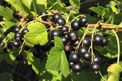 crandall black currant isons nursery vineyard