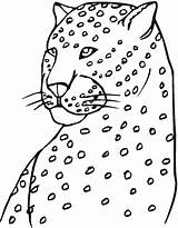 Leopard Cheetah Coloring Pages Amur Colouring Head Print Drawing Easy Step Animals Draw Drawings Template sketch template