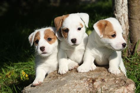 top  small dog breeds ebay