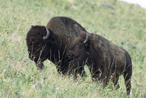 american bison bison bison natureworks