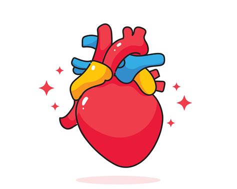 corazon humano anatomia biologia organo sistema corporal cuidado de la