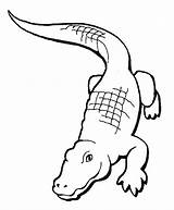 Coccodrilli Krokodil Crocodile Aligator Kleurplaten Coccodrillo Giochiecolori Alligator Snake Fabio Egitto Printables Downloaden Kleurplaat Uitprinten sketch template