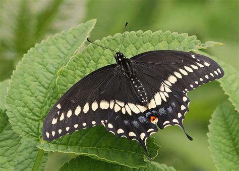 oklahoma state butterfly black swallowtail butterfly