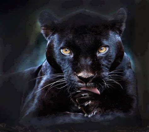 black panther pantera negra zwarte panter images  pinterest schwarze katzen