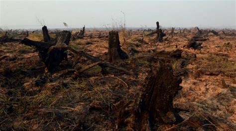 Foto Kondisi Kebakaran Hutan Gambut Di Kalimantan