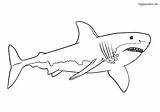 Haie Weißer Ausdrucken Sharks Weisser Malvorlage Vorlage Zootiere Colomio Uruk Piraten Dolphin sketch template