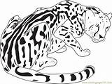 Cheetah Coloring Pages King Leopard Snow Baby Drawing Easy Realistic Color Drawings Cheetahs Online Coloringpages101 Printable Kids Getcolorings Animals Getdrawings sketch template