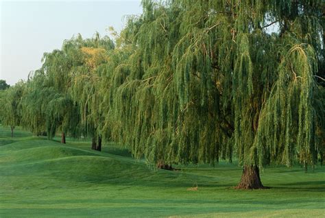 common species  willow trees  shrubs