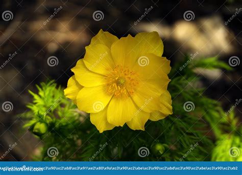 yellow adonis flower closeup stock photo image  perfect blurred