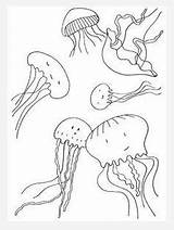 Coloring Cuttlefish Octopus Pages Mention Jellyfish Jumping Outline Getcolorings Getdrawings Color sketch template
