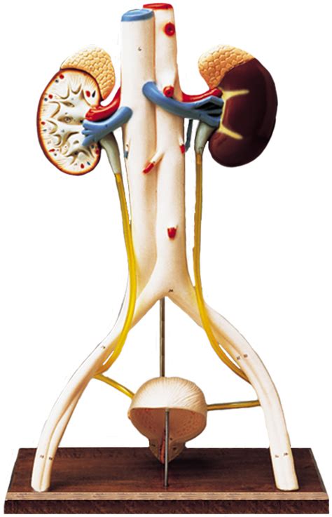human urinary system models