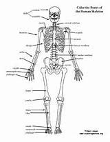 Skeleton Labeled Skeletal Exploringnature Labeling Lable Body Sponsors Muscular sketch template