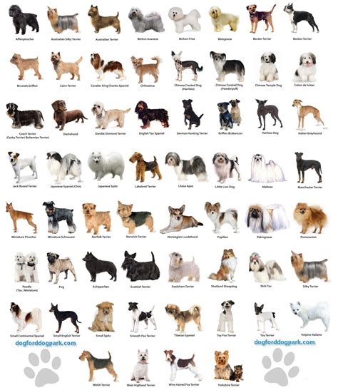 types  dogs breeds az goldenacresdogscom