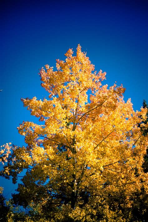 golden tree  original ciscokid flickr