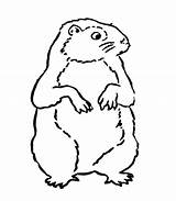 Marmotte Groundhog Animaux Coloriages Printablefreecoloring Hog sketch template