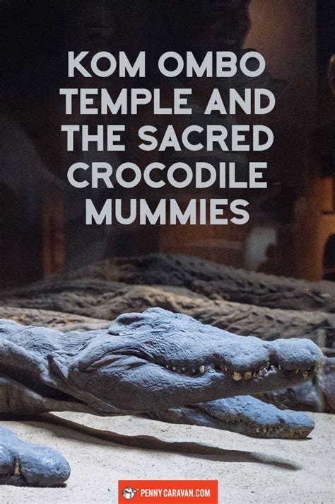 Kom Ombo Temple And The Sacred Crocodiles Penny Caravan