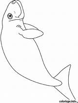 Dugong Seehunde Foche Foca Malvorlage Animali Disegno Kategorien Imprimé sketch template