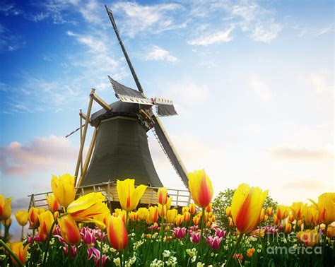 One Dutch Windmill Over Tulips Photograph By Anastasy