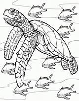 Turtle Coloring Pages Printable Everfreecoloring sketch template