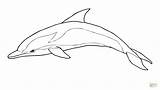 Dolphin Striped Coloring Pages Printable Dolphins Drawing Colouring Clipart Animals sketch template