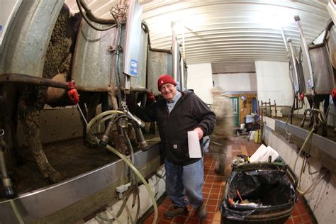 bonus video breeding a cow the milking experience bedlam farm