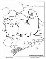 Coloring Pages Seal Navy Getcolorings Seals sketch template