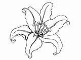 Coloring Lily Pages Flower Flowers Tiger Drawing Lilies Printable Tattoo Clipart Iris sketch template