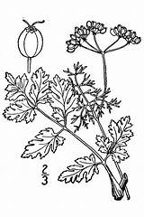 Coriandrum Sativum Parsley Cilantro Coriander Chinese 1913 Illustrated Flora Britton Northern Vol Courtesy Canada States Brown sketch template