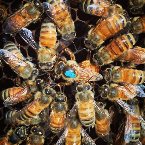 didnt   queen bees beekeeping   girl