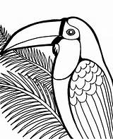 Coloring Toucan Print Birds Exotic Topcoloringpages Bird Printable sketch template