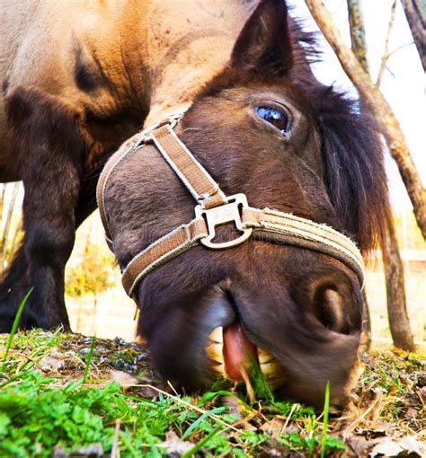 horse eating grass stock image image