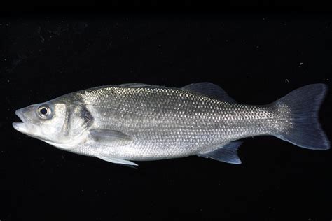 If You Don T Want To Eat Microplastics Sea Bass May Be The Way To Go