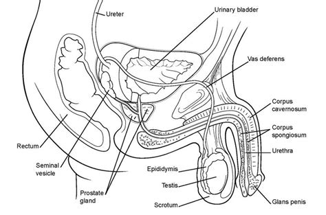 1 A Male Reproductive System B A Sagittal Section Of