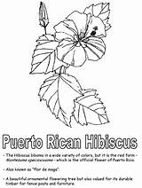 Puerto Rico Coloring Pages Flower Maga Flor Hibiscus Hawaiian Drawing Printable Rican Worksheets State Kidzone Print Kids Bird Drawings Ws sketch template