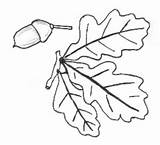 Eichel Eiche Ausmalbild Malvorlage Zeichnen Baum Eichenblatt Blatt Pflanzen Bäume sketch template