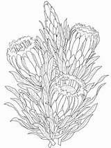 Protea Neriifolia Supercoloring sketch template