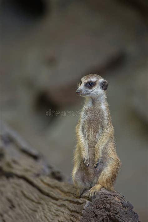 meerkat stock photo image  nose face portrait animals
