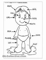 Body Coloring Parts Pages Preschool Getcolorings Printable sketch template