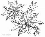 Coloring Poinsettia Pages Cool2bkids Printable sketch template