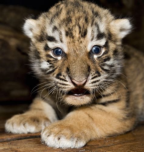 baby siberian tiger    worlds  endangered species