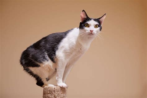 unique bobtail cat breeds