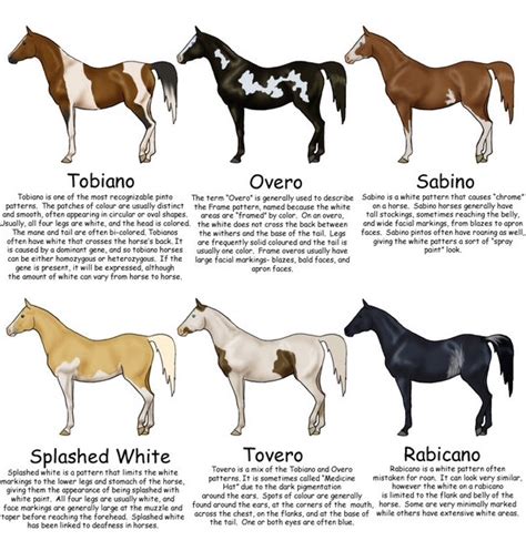 paint horse color patterns easydoodleartdrawingsimple