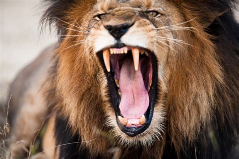 male lion mauls female  death  alabama zoo  minutes  meeting