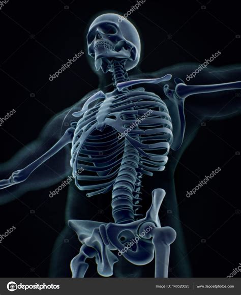 human collar bones anatomy model stock photo  canatomyinsider